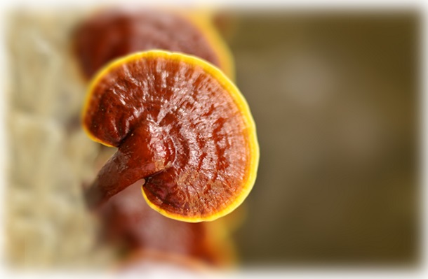 Ganoderma Lucidum Fungo Reishi Ganoderma Lucidum - Fungo Reishi