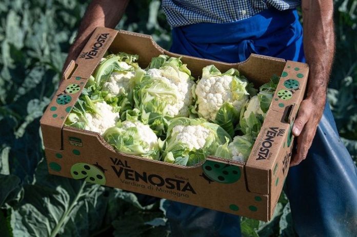 Cavolfiore della Val Venosta
