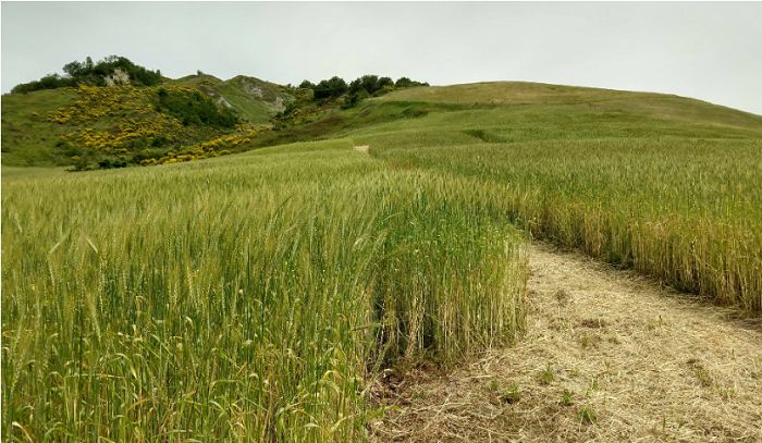 Grani antichi nellAzienda agricola Marzocchi di Novafeltria