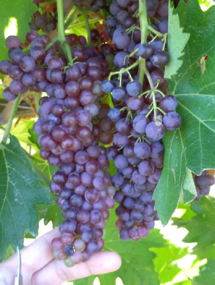 Termarina rossa - Vitigno parmense-