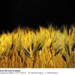 Food La Scienza Dai Semi Al Piatto
