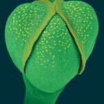 Floret (flower Bud