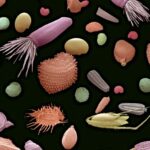 Mixture Of Flower And Grass Seeds, Coloured Scanning Electron Micrograph (sem). This Is A Mixture Of Seeds For Wild Meadow Plants. It Includes Flower And Grass Seeds. Magnification: X200 When Printed 10 Centimetres Wide.
