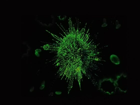 Mostra Black Light Art 2017 09