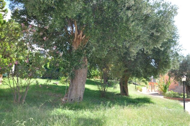 Giardino Con Piante Secolari Di Ulivo