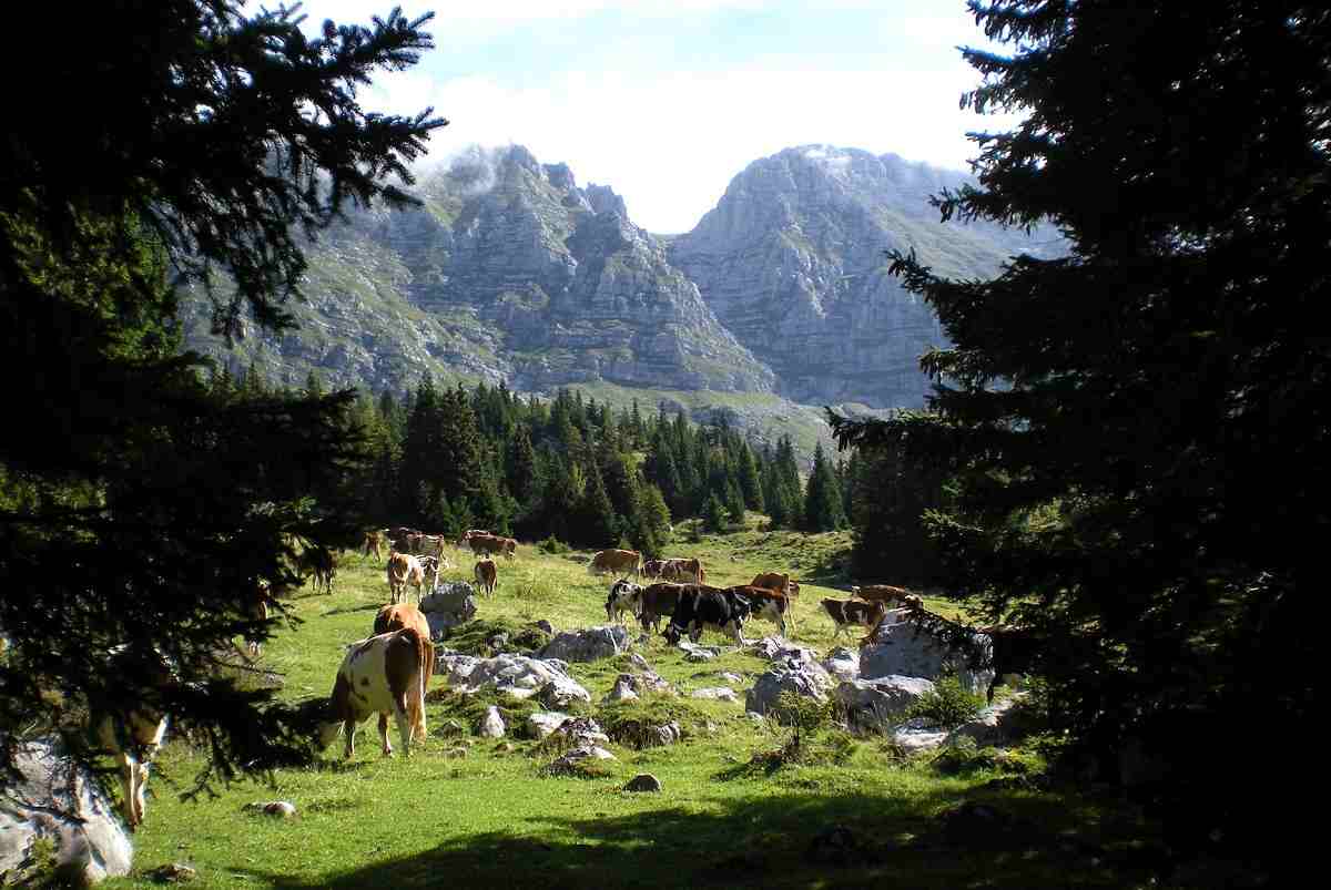 Malga Malga
