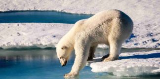 Il cammino dei mammiferi - a rischio la sopravvivenza di molte specie