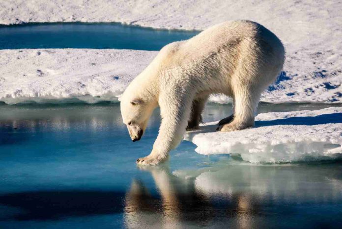 Il cammino dei mammiferi - a rischio la sopravvivenza di molte specie