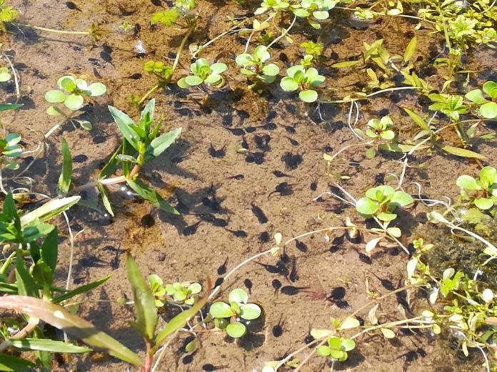 Rozzano stagno rospi smeraldini