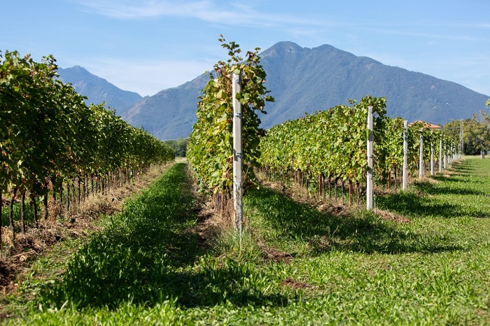 Vigneti Ruaro Gianni Marano Vicentino