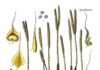 Lycopodium Clavatum