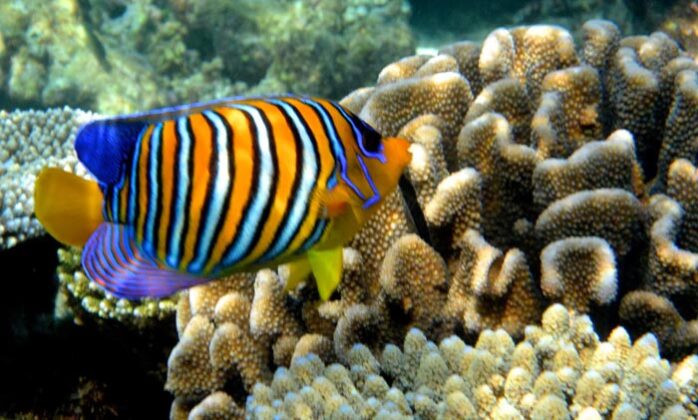 Maldive 10