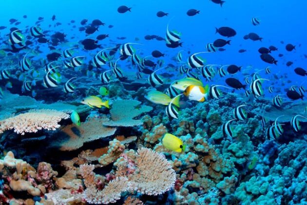 Maldive 11
