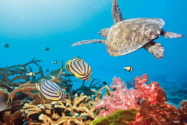 Maldive 12