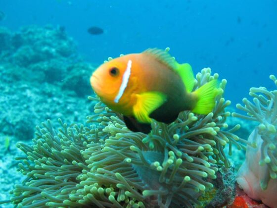 Maldive 13