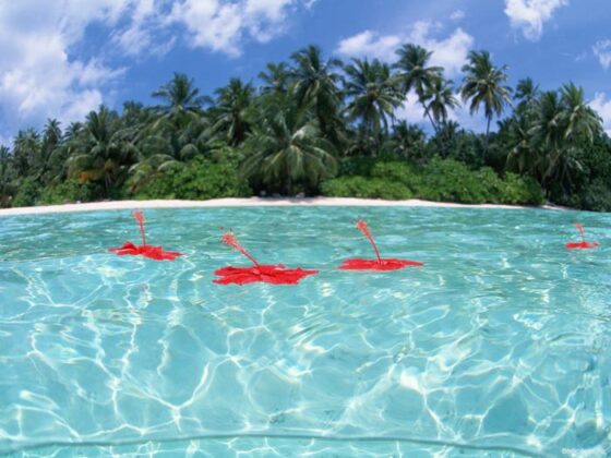 Maldive 6