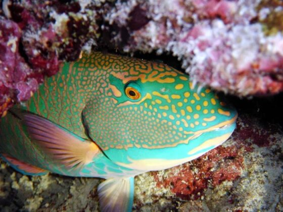 Maldive 8