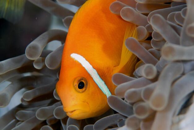 Maldive 9