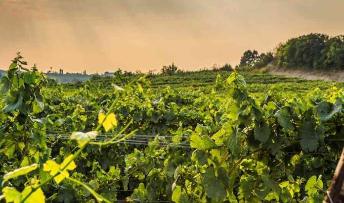 Vigneti Cantina Faccioli Vigneti Cantina Faccioli