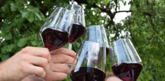 Atuttoteroldego Fototecastradavinosaporitrentino Phl Compressed