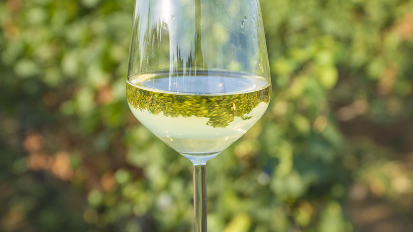 Chardonnay Schiena