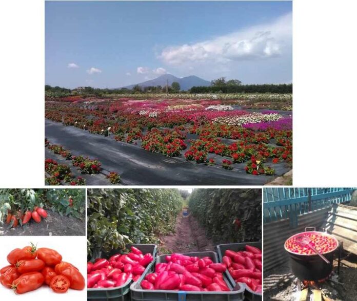 Pomodoro San Marzano Vesuvio Sarno