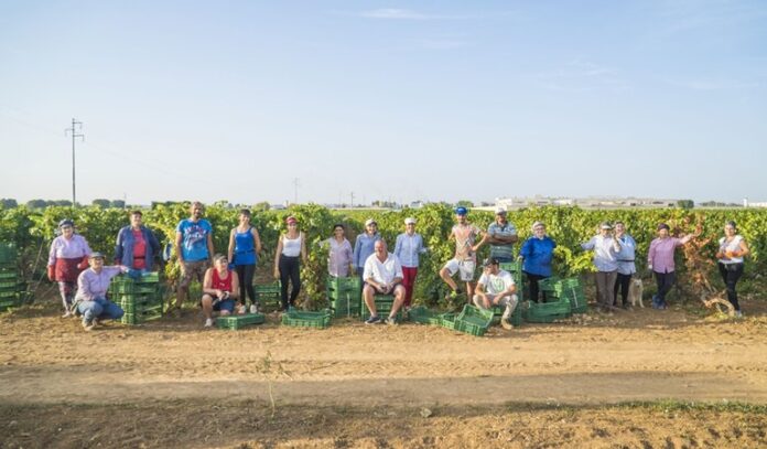 Vendemmia Schine Vini Vendemmia Schine Vini