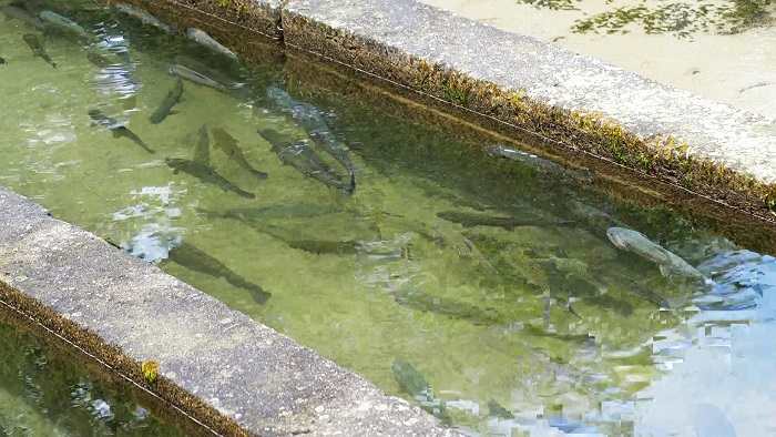 Trote In Acqua