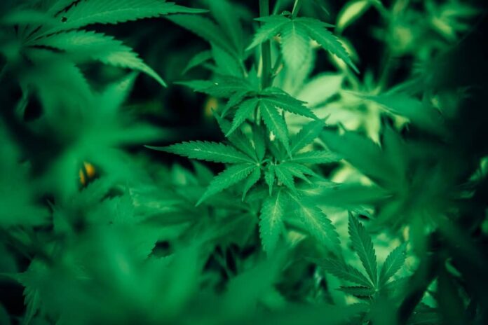 Cannabis - pexels harrison haines Cannabis pexels harrison haines