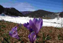 Pericolo di estinzione per l’antilope nasone Parco nazionale pollino