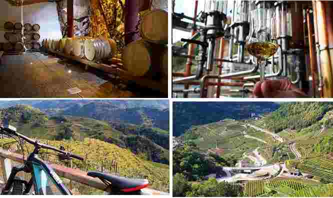 Vigne Cantine Distillati