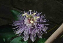 fiore di passiflora incarnata, su pianta da seme di 6 mesi wiki ph Angelo Ciacciulli
