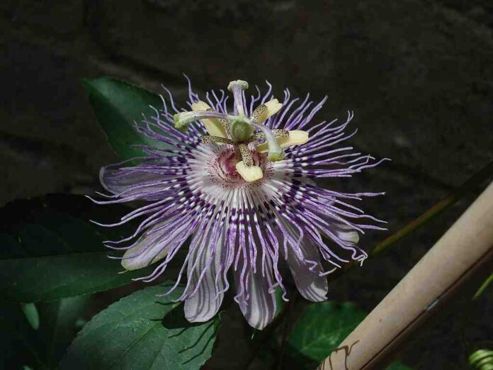 fiore di passiflora incarnata, su pianta da seme di 6 mesi wiki ph Angelo Ciacciulli fiore di passiflora incarnata, su pianta da seme di 6 mesi wiki ph Angelo Ciacciulli