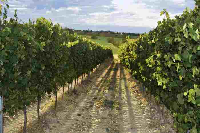 vigneto cantina di tortona