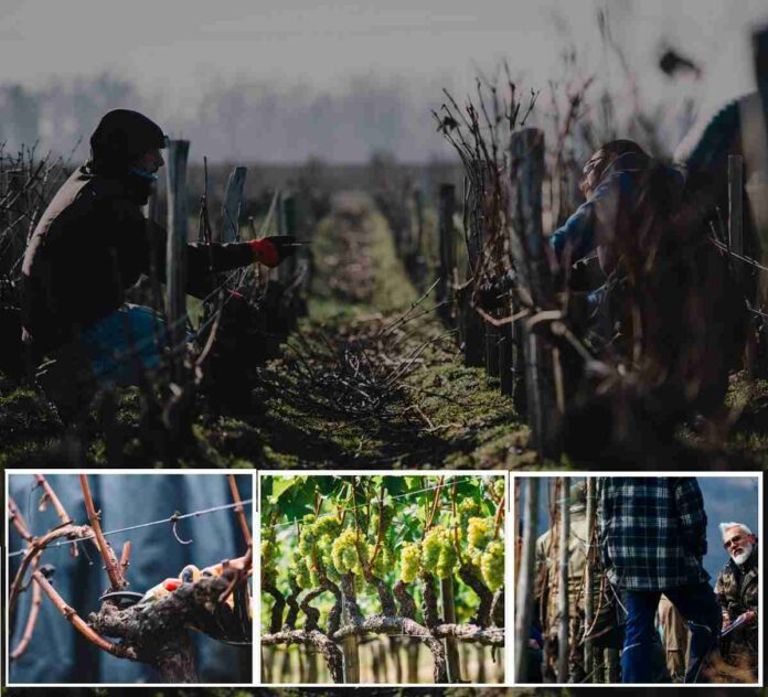 Potatura della vite