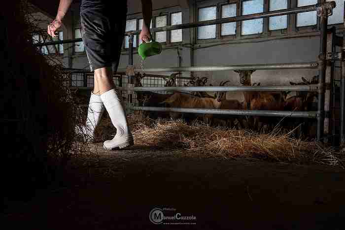 robiola di roccaverano dop 1