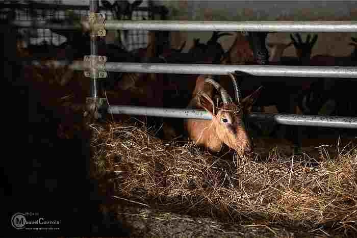 robiola di roccaverano dop 2