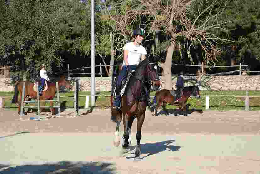 Cavallino equitazione