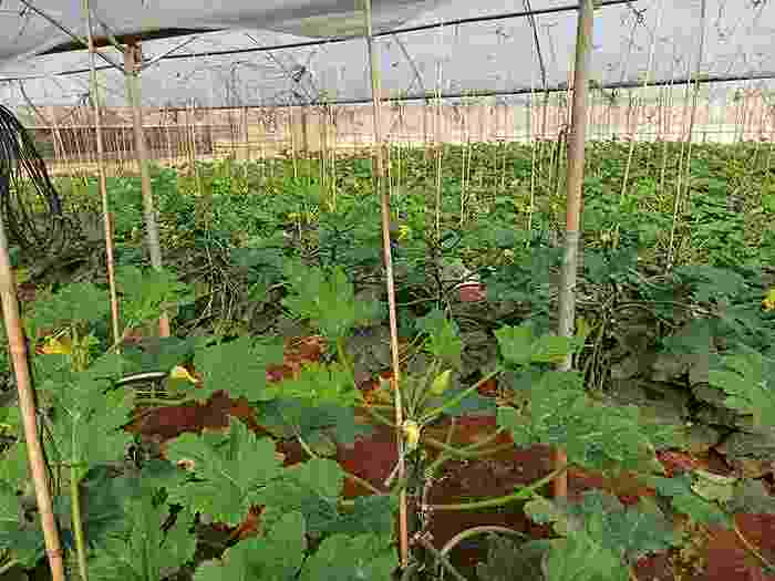 Leverano serra Zucchine