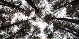 bosco pillole ecovillaggio