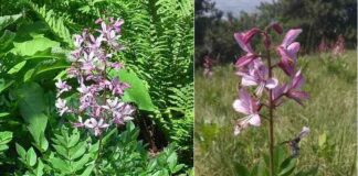 dictamnus albus dittamo