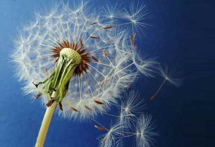 Allergie primaverili pollini