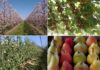 22 aprile, Giornata della Terra 2021 Frutteti IN&Out