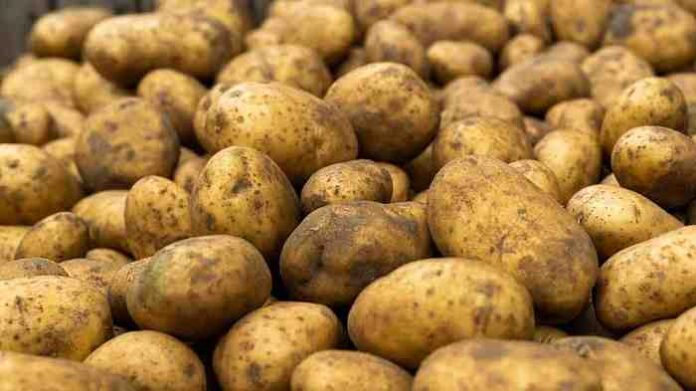 patata alto viterbese igp