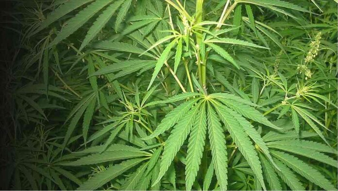 Cannabis Cannabis