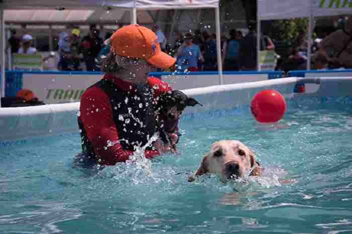 aquadog 2