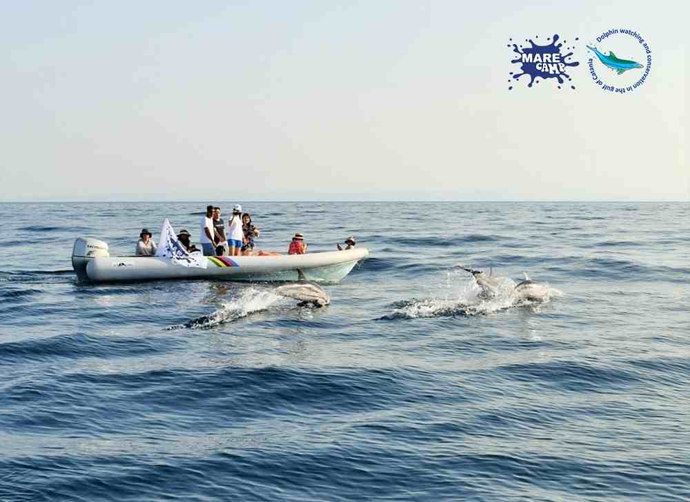 Avvistamento delfini Staff MareCamp Archivio MareCamp
