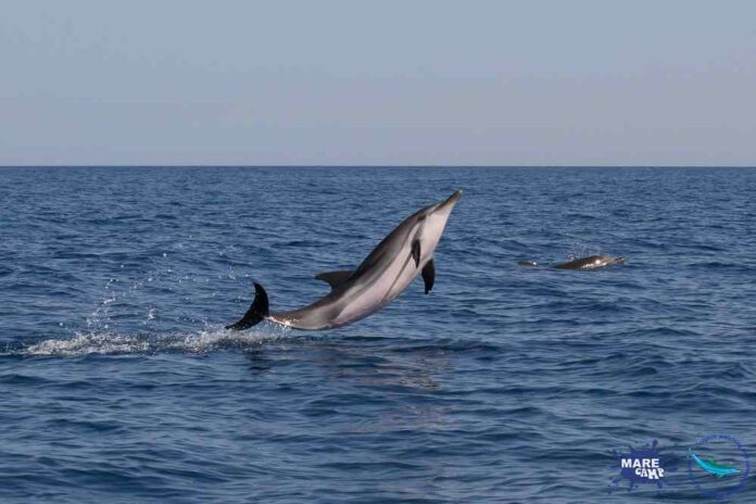 Foto delfini Archivio MareCamp