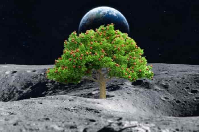 coltivazione luna spazio min