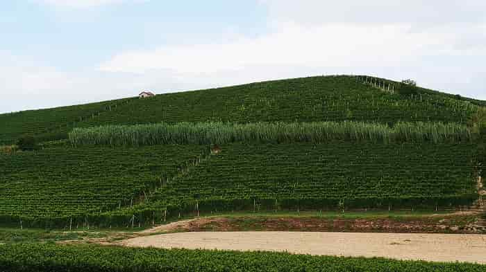 vigneti a montaldo roero